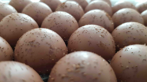 Preview: Eiskaffee Pralinés